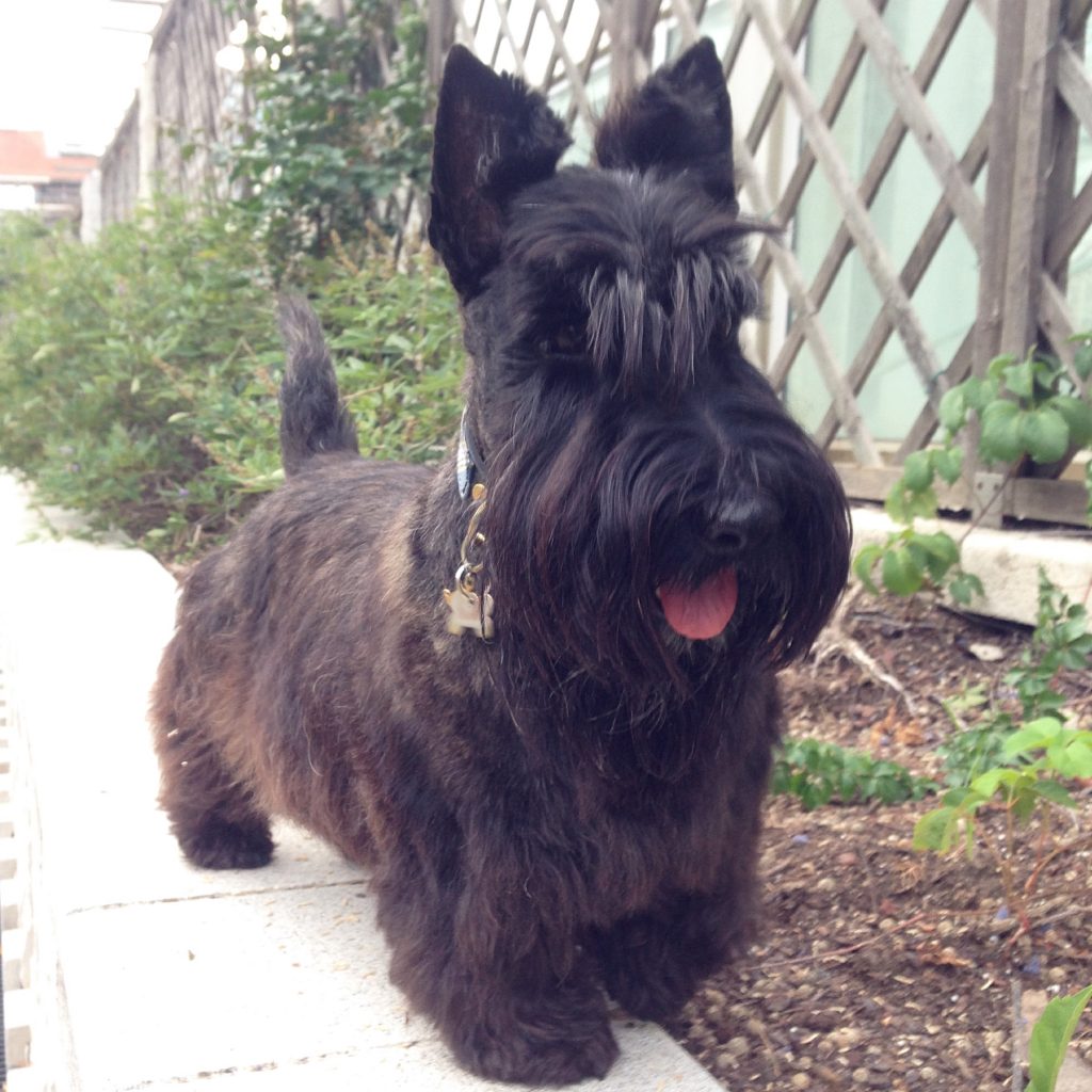 Scottish_Terrier_Charlie_Grooming