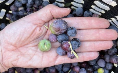 Olive Picking